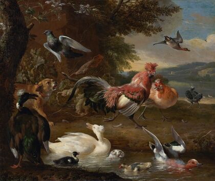 Chickens and Ducks