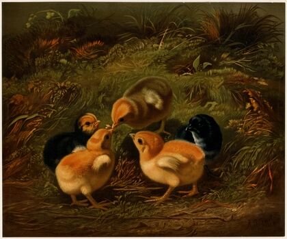 Chickens (ca. 1861–1897)