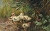 Chicks and a Butterfly,