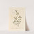 Chickweed by Elizabeth Blackwell