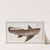 Chimaera Monstrosa, The Chiméra. (1785-1797) by Marcus Elieser Bloch