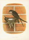 Chimney Swift