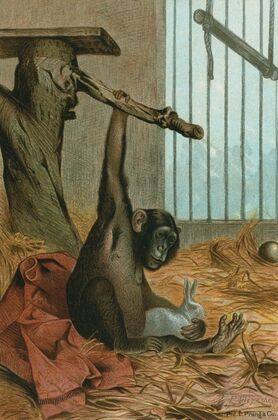 Chimpanzee.