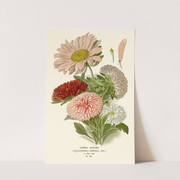 China Asters (1896-1897) by Edward Step