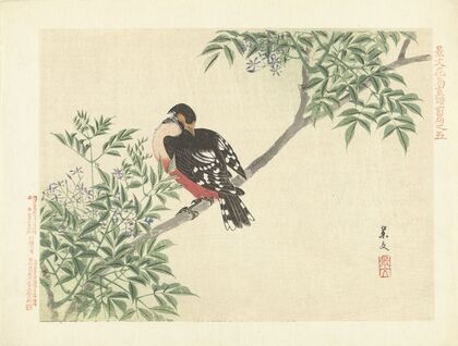 Chinaberry and white-backed woodpecker (1892)