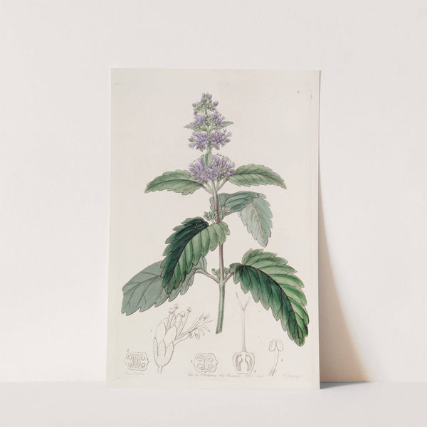 Chinese Beardwort (1815-1819) by Sydenham Edwards