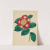 Chinese Flower (1800s) by Mary Altha Nims
