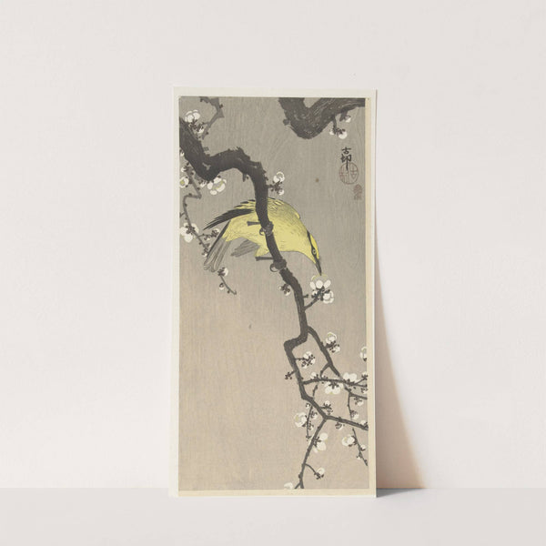 Chinese golden oriole on plum blossom branch by Ohara Koson