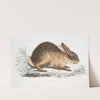 Chinese Hare, Lepus Sinensis. by John Edward Gray