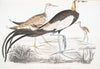 Chinese Parra, Parra Sinensis. 1. Adult, 2. Young, 3. Chicken just hatched.