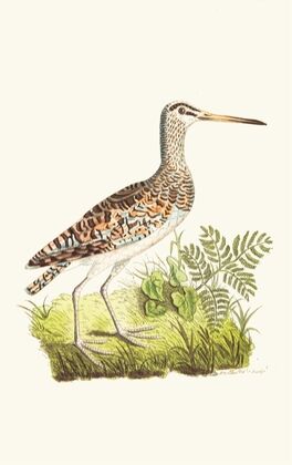 Chinese Snipe