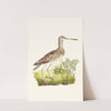Chinese Snipe by George Shaw