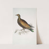 Chinese Tippeted Pigeon, Columba Gouldioe. by John Edward Gray