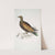 Chinese Tippeted Pigeon, Columba Gouldioe. by John Edward Gray