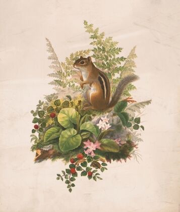 Chipmunk and ferns (1874)