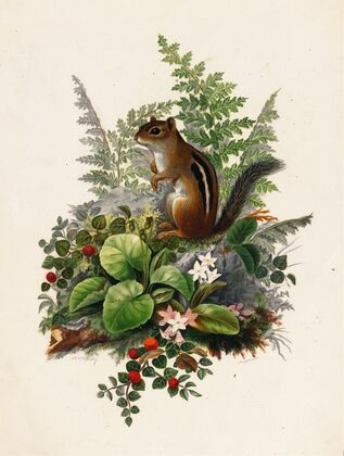 Chipmunk