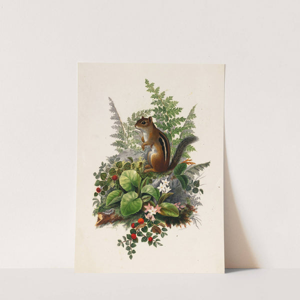 Chipmunk by Olive E Whitney