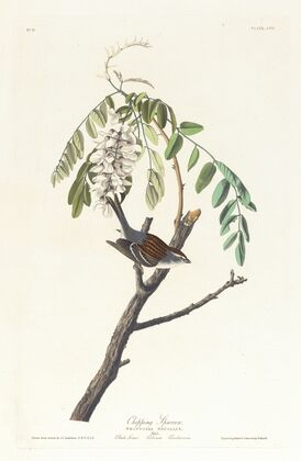 Chipping sparrow