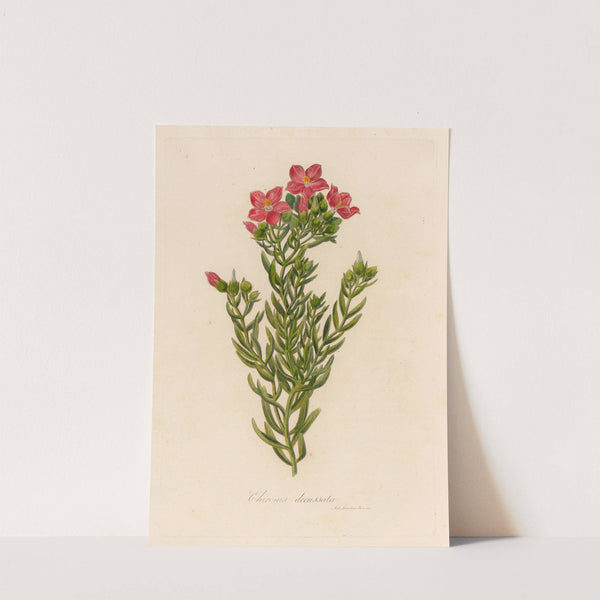 Chironia decussata (1818-1824) by Gaetano Savi