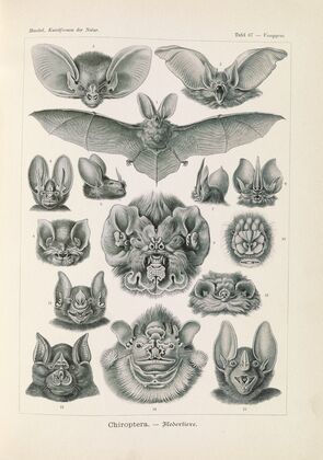 Chiroptera. – Fledertiere