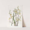 Chive-leaved Oncidium by Sydenham Edwards