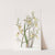 Chive-leaved Oncidium by Sydenham Edwards