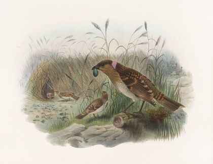 Chlamydoderamaculata