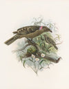 Chlamydodera nuchalis