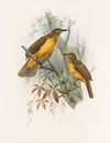 Chlamydodera xanthocastra