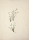 Chloris (Rhodes Grass)