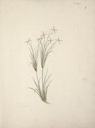 Chloris (Rhodes Grass)