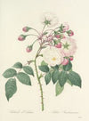 Choix des plus belles fleurs pl 002