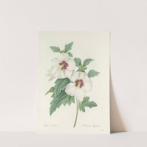 Choix des plus belles fleurs pl 004 by Pierre Joseph Redouté