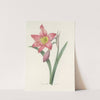 Choix des plus belles fleurs pl 006 by Pierre Joseph Redouté
