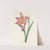 Choix des plus belles fleurs pl 006 by Pierre Joseph Redouté