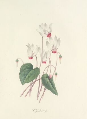 Choix des plus belles fleurs pl 029