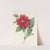 Choix des plus belles fleurs pl 032 by Pierre Joseph Redouté