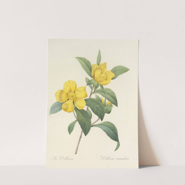 Choix des plus belles fleurs pl 035 by Pierre Joseph Redouté