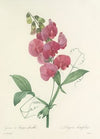 Choix des plus belles fleurs pl 038