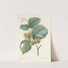 Choix des plus belles fleurs pl 054 by Pierre Joseph Redouté