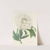 Choix des plus belles fleurs pl 072 by Pierre Joseph Redouté