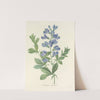 Choix des plus belles fleurs pl 077 by Pierre Joseph Redouté