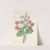Choix des plus belles fleurs pl 081 by Pierre Joseph Redouté