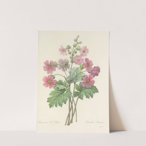 Choix des plus belles fleurs pl 081 by Pierre Joseph Redouté