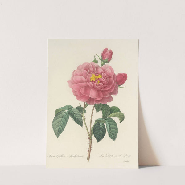 Choix des plus belles fleurs pl 090 by Pierre Joseph Redouté