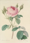 Choix des plus belles fleurs pl 093