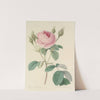 Choix des plus belles fleurs pl 093 by Pierre Joseph Redouté