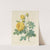 Choix des plus belles fleurs pl 096 by Pierre Joseph Redouté