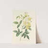 Choix des plus belles fleurs pl 097 by Pierre Joseph Redouté