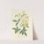 Choix des plus belles fleurs pl 097 by Pierre Joseph Redouté